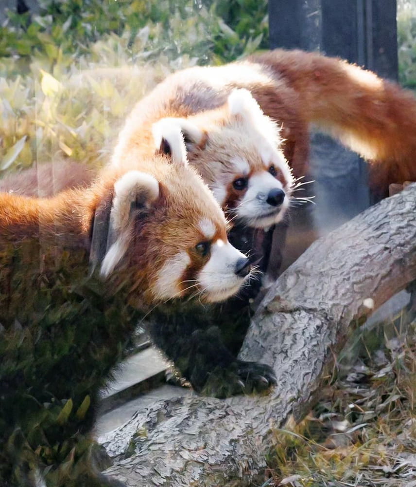 Zoológico de Ueno