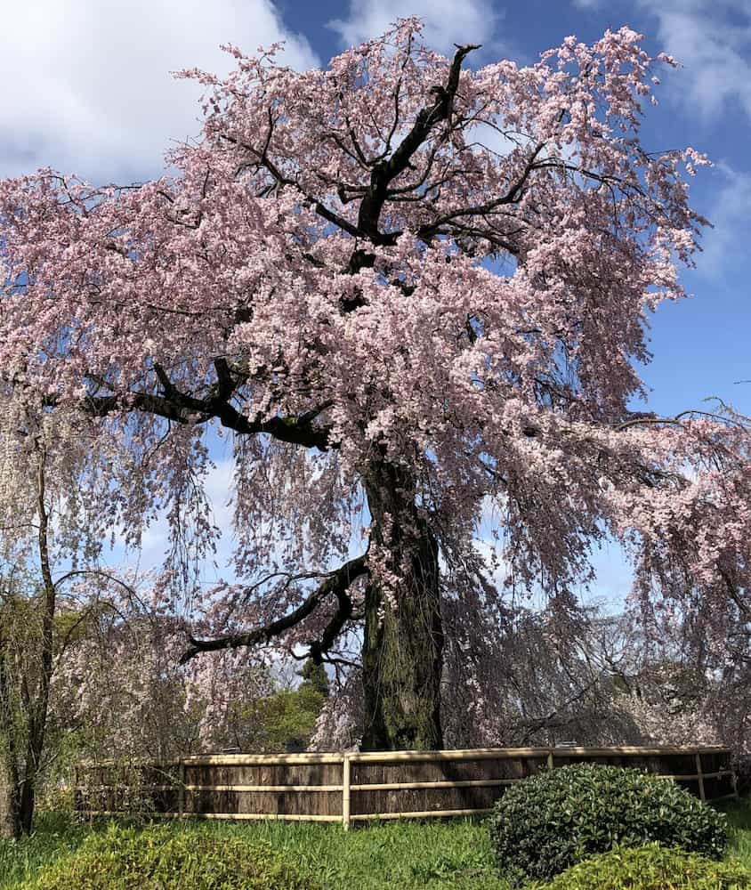 Parque Maruyama