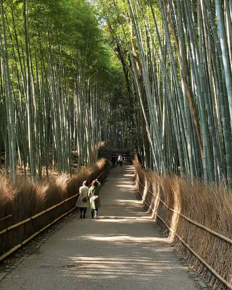 Floresta de bambu