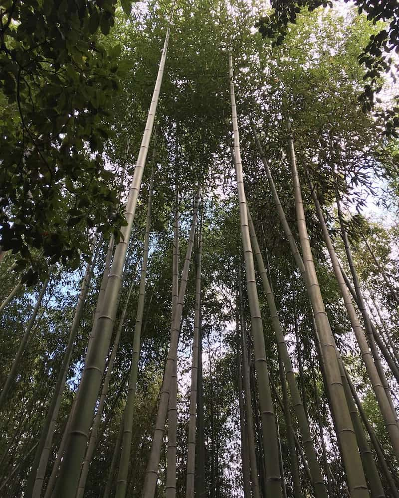 Floresta de bambu