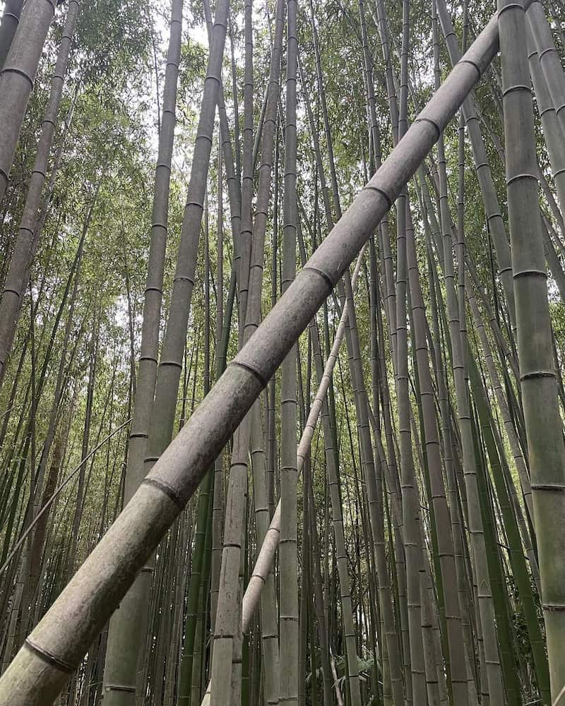 Floresta de bambu