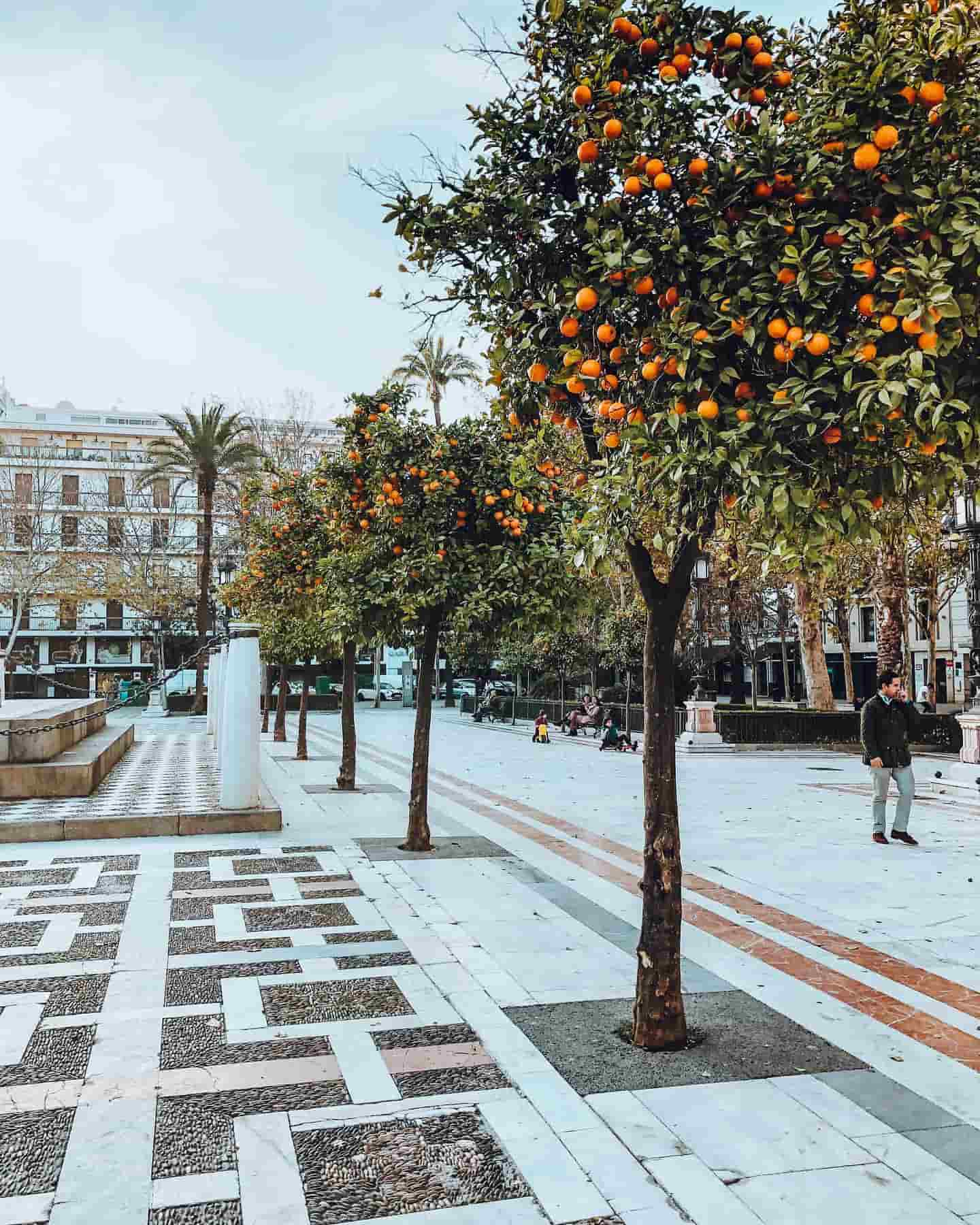 Ruas ladeadas de laranjeiras, Sevilha, Espanha