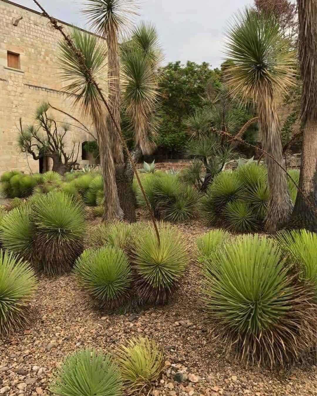 Ethnobotanical Garden, Oaxaca