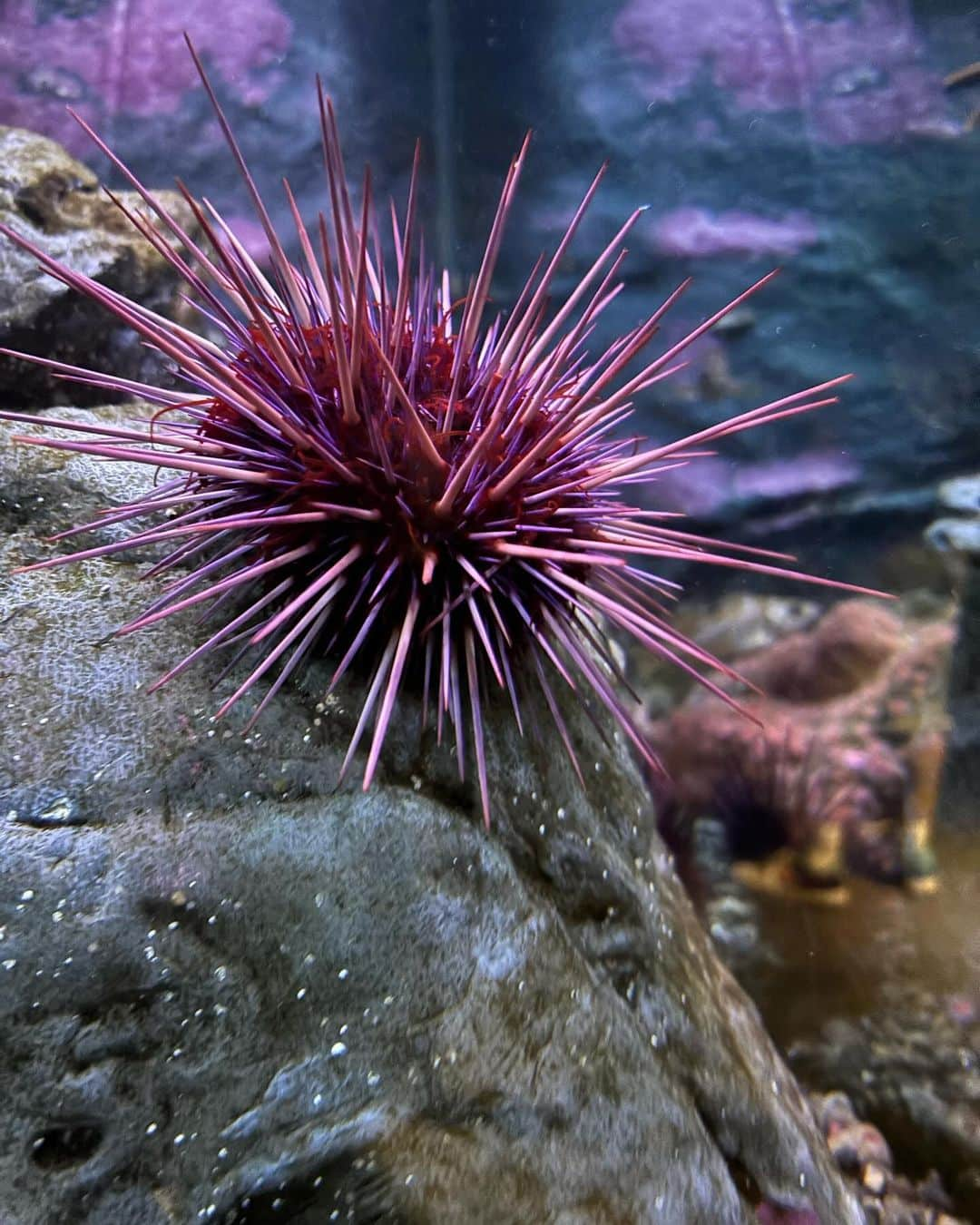 Seattle Aquarium